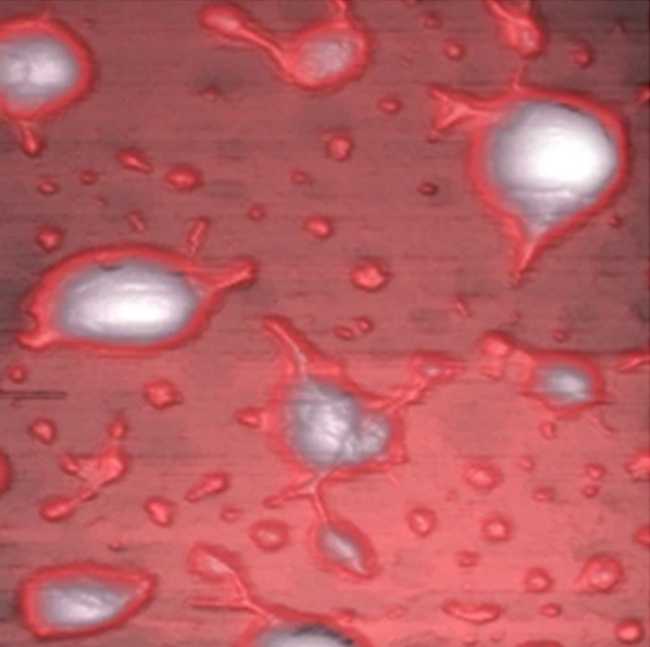 Phosphorylcolamine-Coated-Line